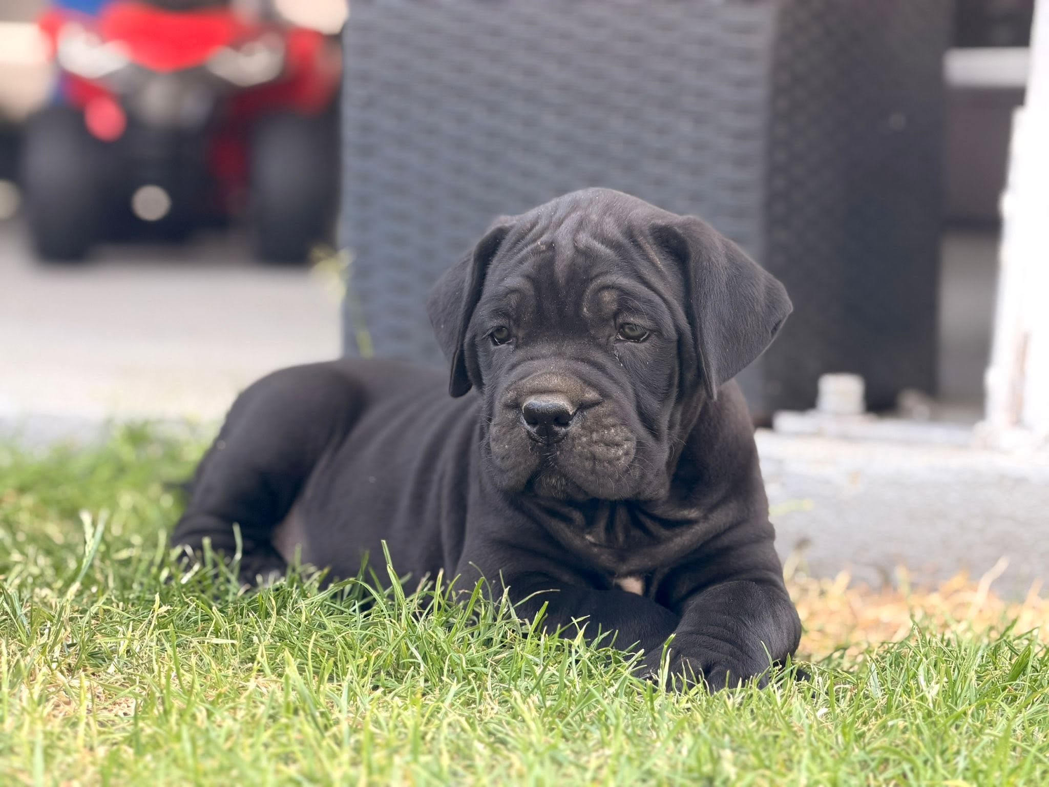 Szczenię Cane Corso Amore Antico