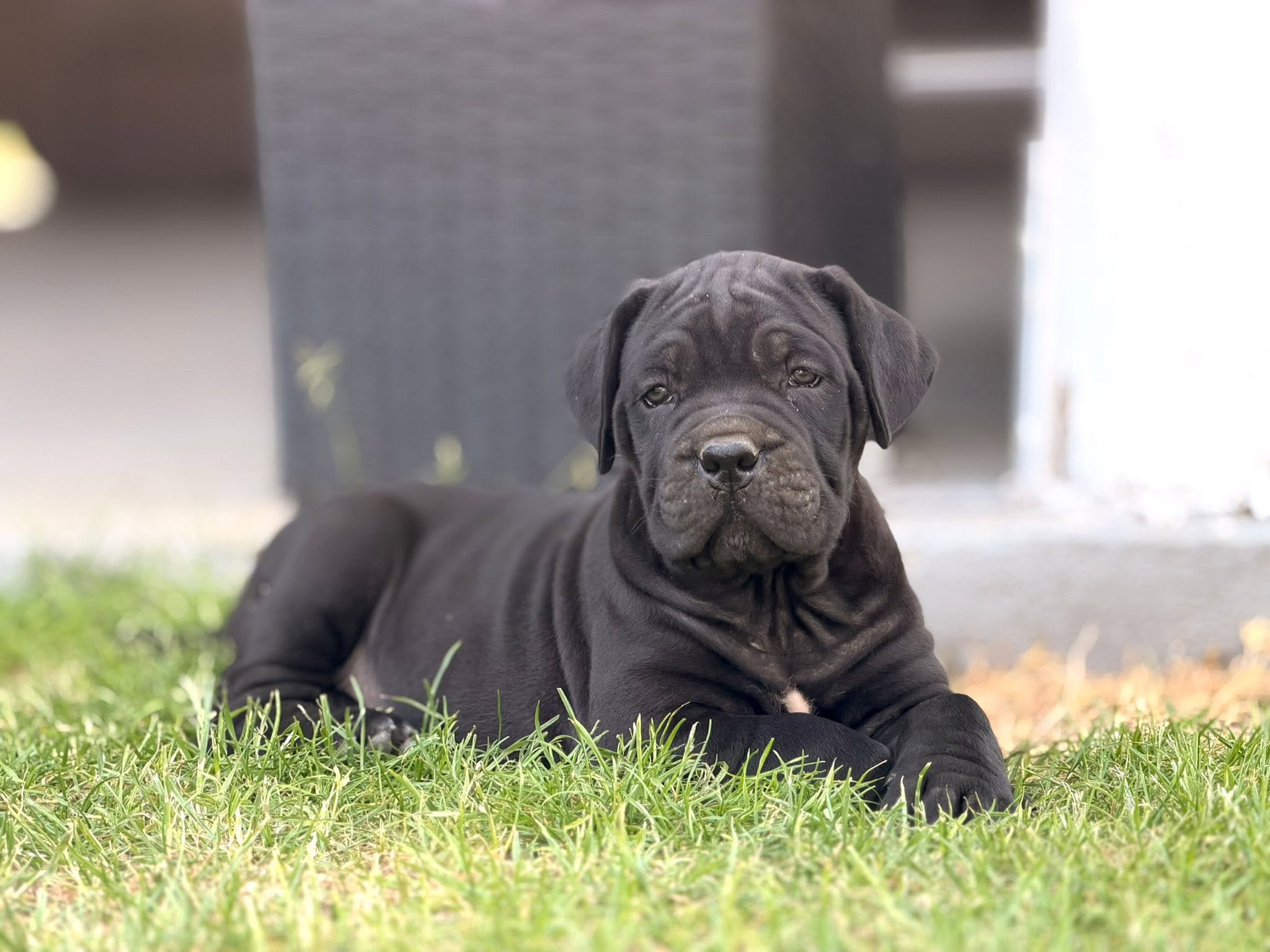 Szczenię Cane Corso Amore Antico