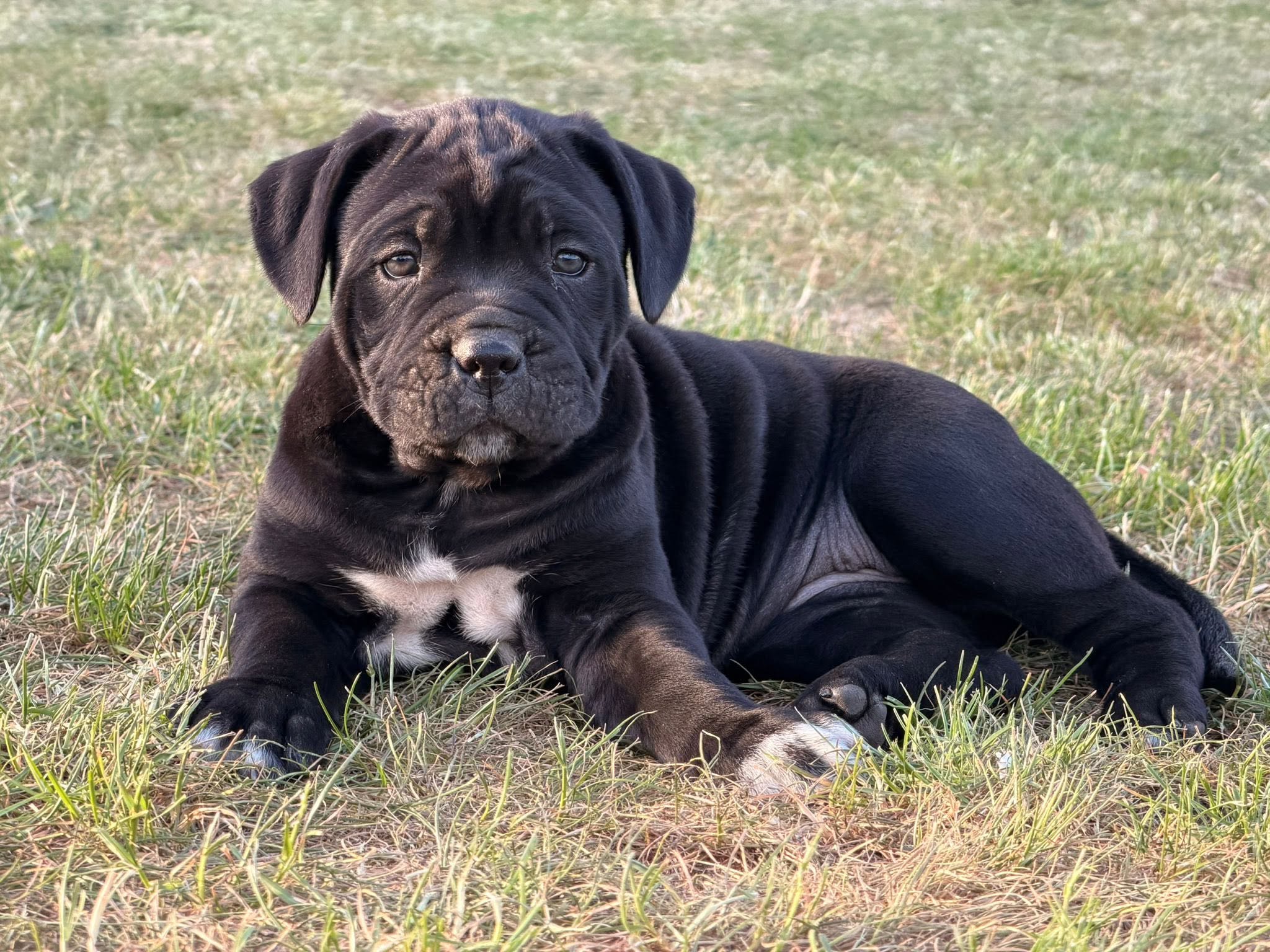 Szczenięta Cane Corso Amore Antico
