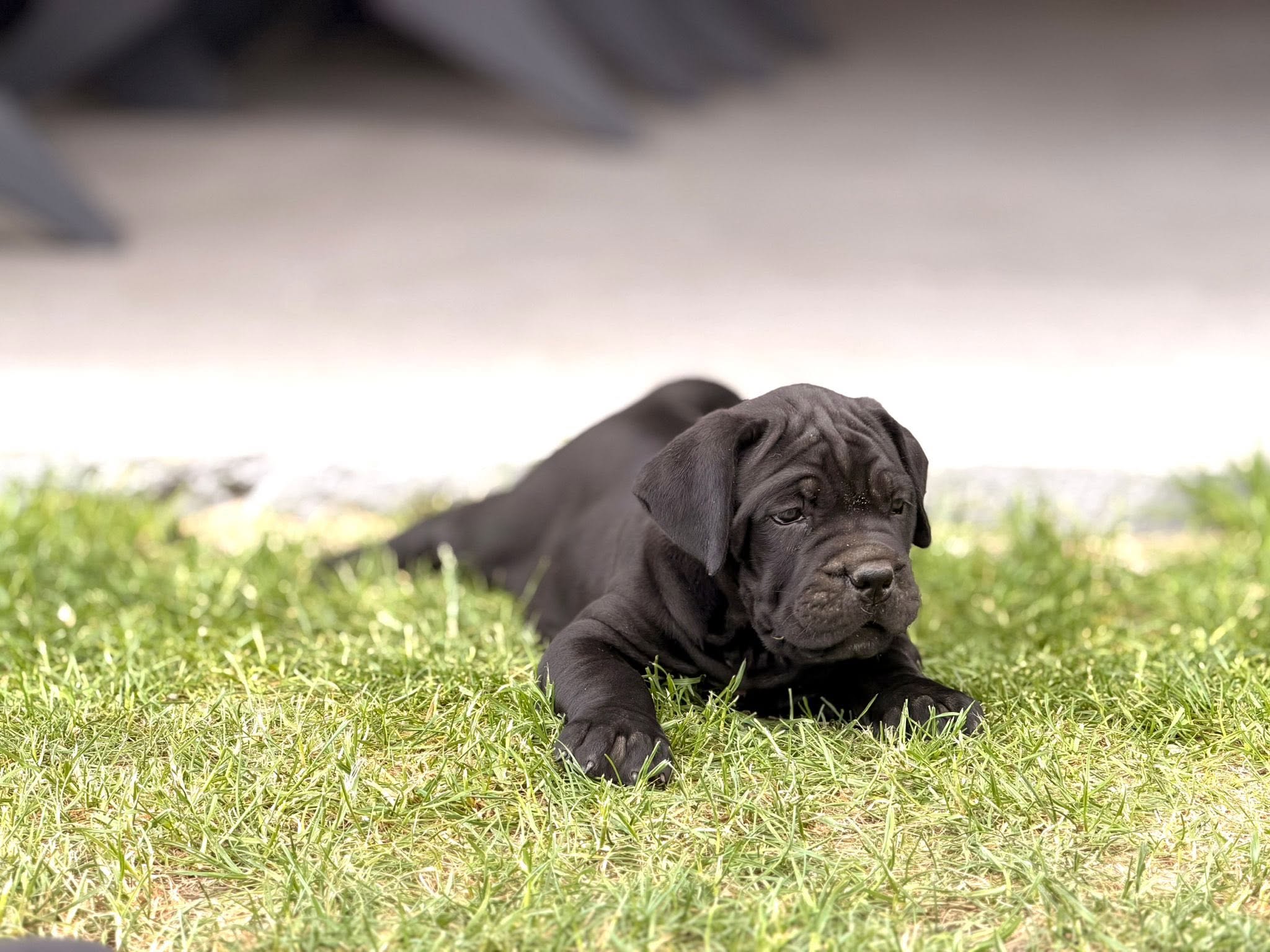 Szczenię Cane Corso Amore Antico