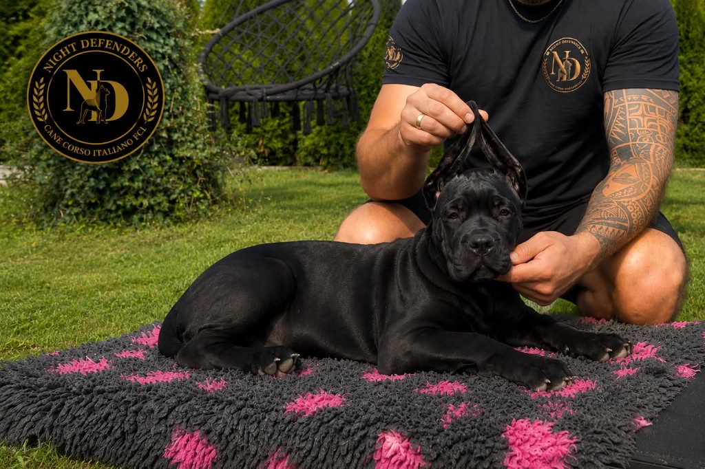 Czarna suczka Cane Corso Amore Antico — sprzedana