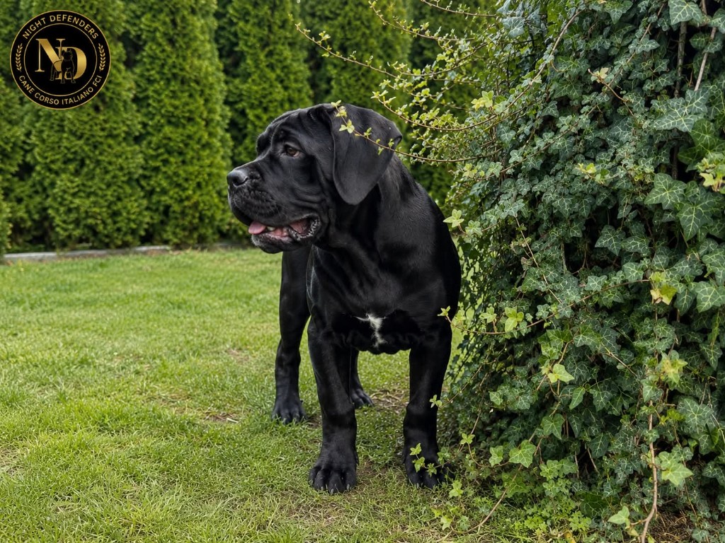 Czarna suczka Cane Corso Amore Antico — sprzedana