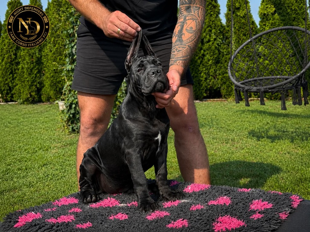 Czarna suczka Cane Corso Amore Antico — sprzedana