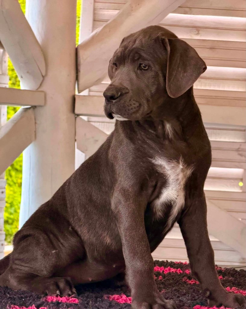 Dostępna szara suczka Cane Corso — miot Amore Antico
