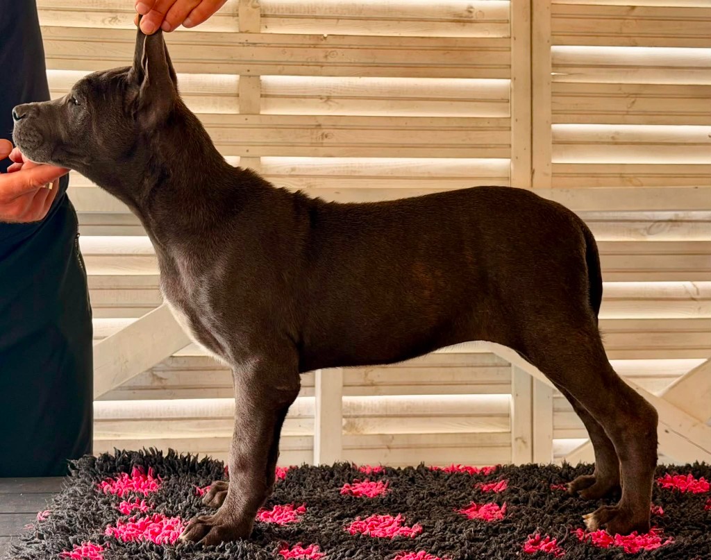 Szara suczka Cane Corso Amore Antico — pozycja