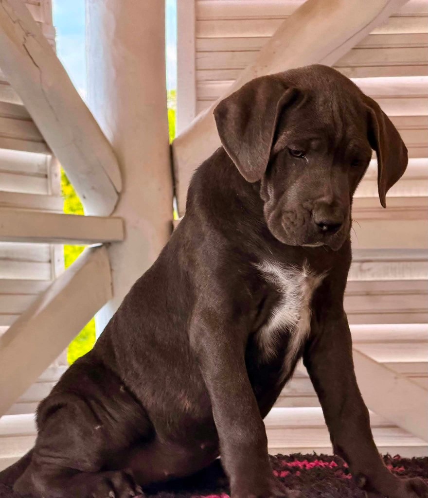 Szara suczka Cane Corso Amore Antico