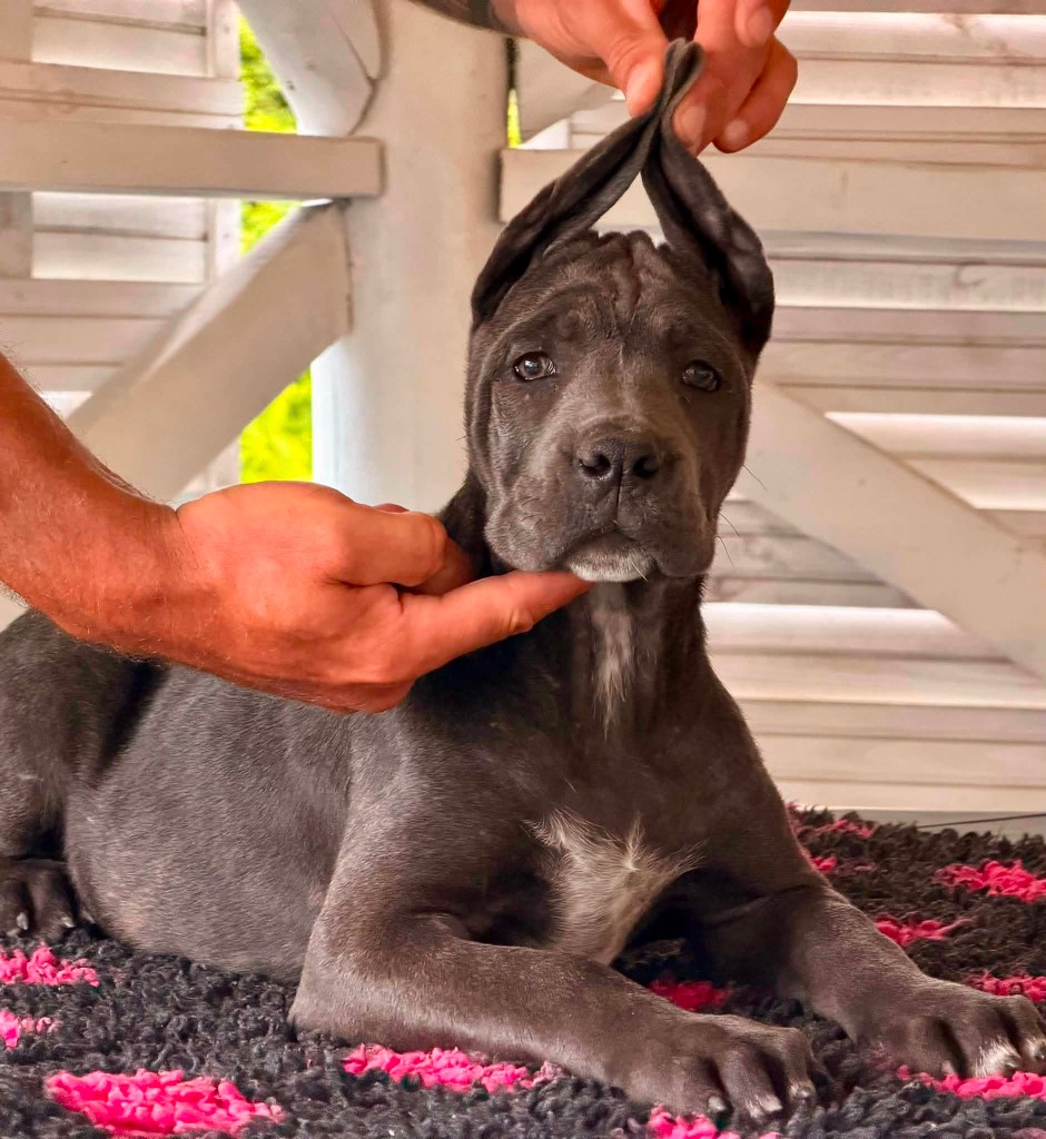 Szara suczka Cane Corso Amore Antico — portret
