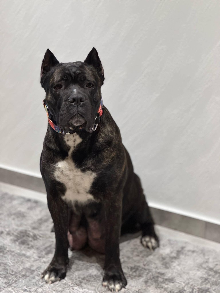 Chicka — suka hodowlana Cane Corso Night Defenders