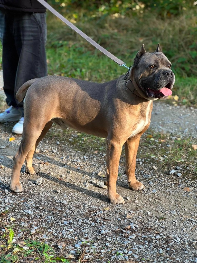 Cane Corso Night Defenders FCI