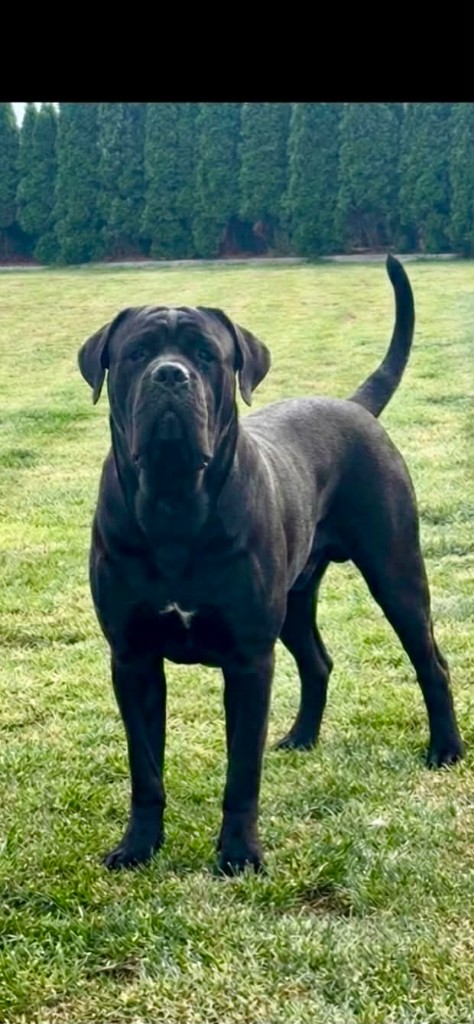 Pablo — reproduktor Cane Corso Night Defenders